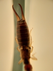 Forficula auricularia