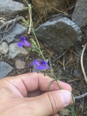 Penstemon roezlii