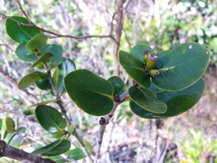 Ixoroideae