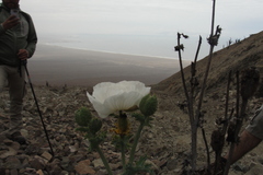 Argemone hunnemannii