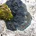 Blackthread Lichen - Photo (c) Samuel Brinker, some rights reserved (CC BY-NC), uploaded by Samuel Brinker