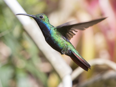 Anthracothorax nigricollis