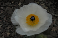 Argemone hunnemannii