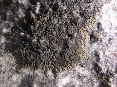 Placynthium stenophyllum