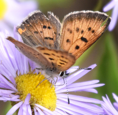 Tharsalea dorcas sangremar