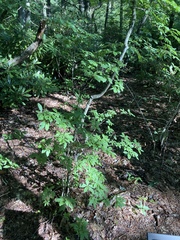 Rhododendron pilosum