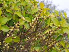 Daphnopsis racemosa