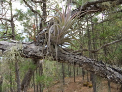 Tillandsia macdougallii