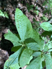 Rhododendron pilosum