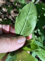 Rhododendron pilosum