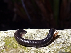 Ommatoiulus moreleti