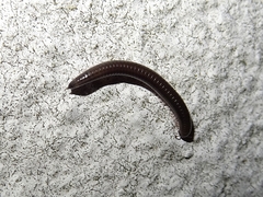 Ommatoiulus moreleti