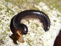 Ommatoiulus moreleti