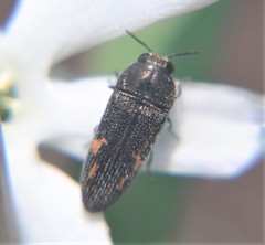 Acmaeodera setosa