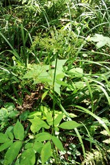 Aegopodium podagraria