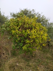Daphnopsis racemosa