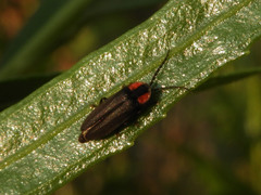 Pyropyga nigricans