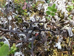 Masonhalea richardsonii