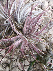 Hechtia subalata