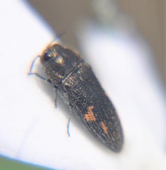 Acmaeodera setosa