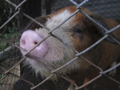 Sus scrofa domesticus