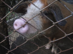 Sus scrofa domesticus