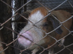 Sus scrofa domesticus