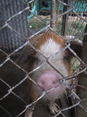 Sus scrofa domesticus