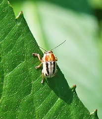 Pachybrachis bivittatus