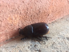 Oryctes nasicornis corniculatus