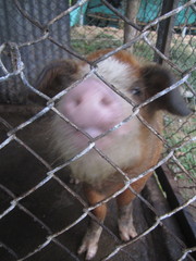 Sus scrofa domesticus