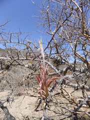Tillandsia achyrostachys