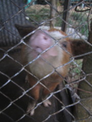 Sus scrofa domesticus
