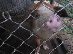 Sus scrofa domesticus