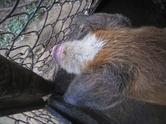 Sus scrofa domesticus