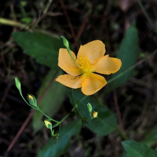 sharplobe St. Johnswort (Hypericum harperi)