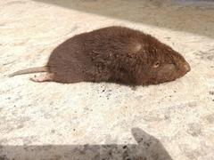 Heterogeomys hispidus