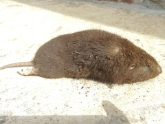 Heterogeomys hispidus