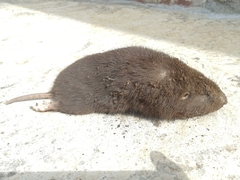 Heterogeomys hispidus