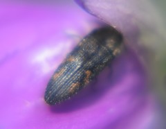 Acmaeodera setosa
