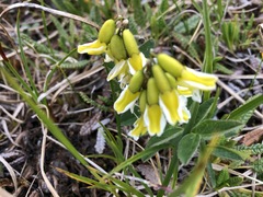 Astragalus umbellatus