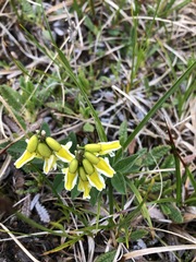 Astragalus umbellatus