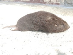 Heterogeomys hispidus