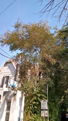 Blepharocalyx salicifolius