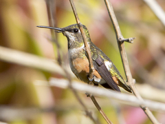 Calliphlox amethystina
