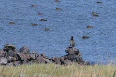 Phalacrocorax carbo