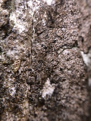 Pseudoschismatomma rufescens