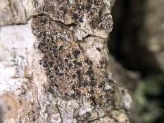 Pseudoschismatomma rufescens