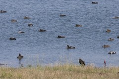 Somateria mollissima