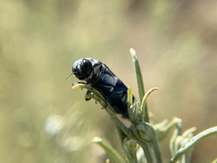 Agrilus walsinghami